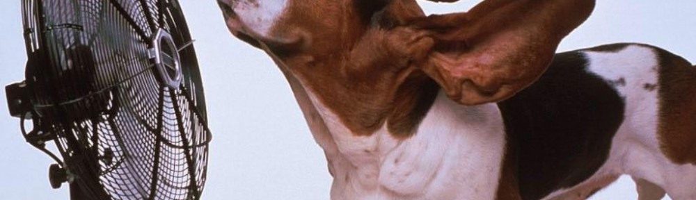 basset hound in front of fan showing ears blown back by the wind from fan